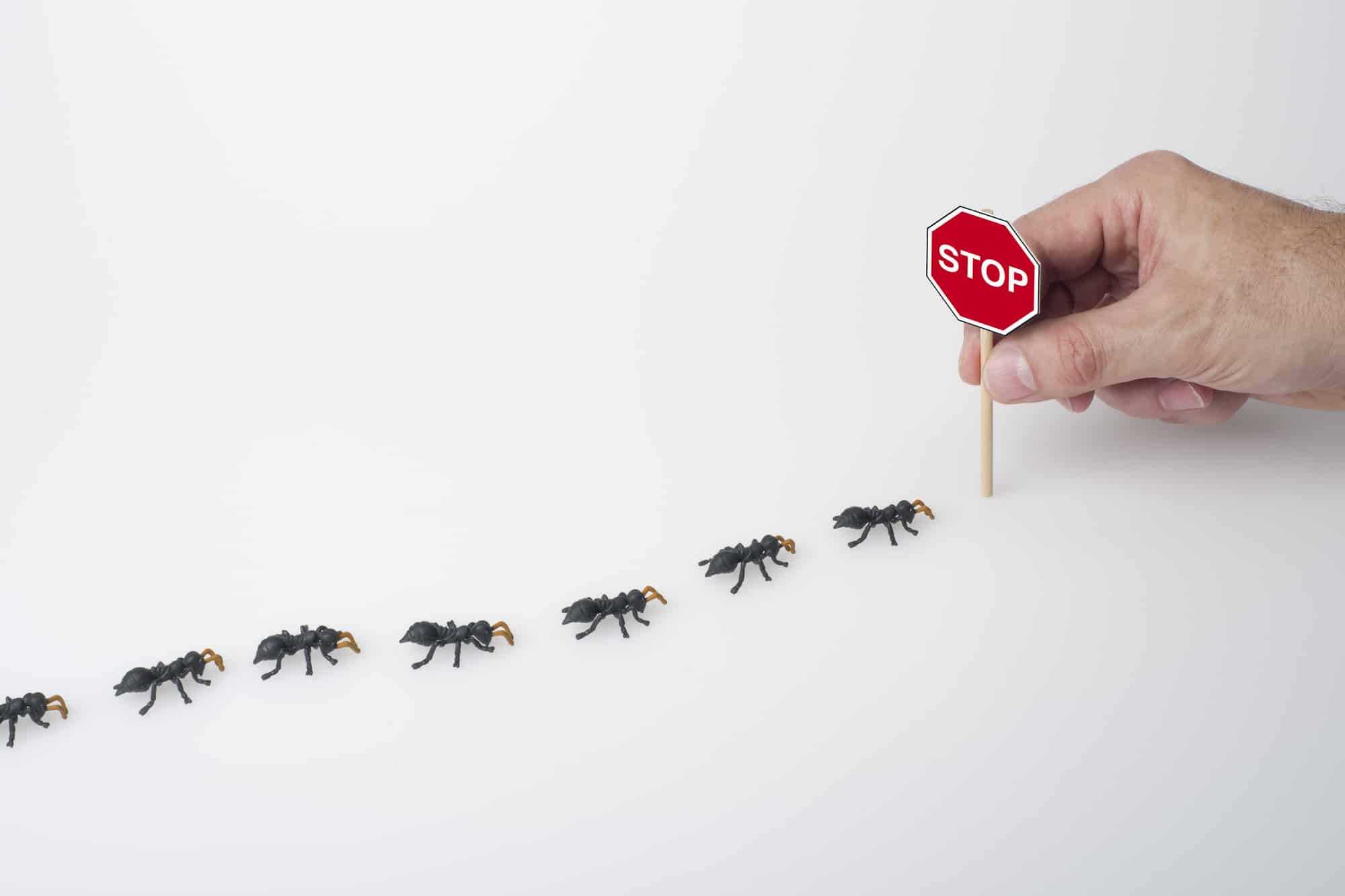 ant control in qatar