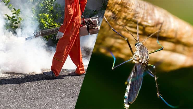 Mosquito Control Services in Doha, Qatar | Outdoor Pest Solutions